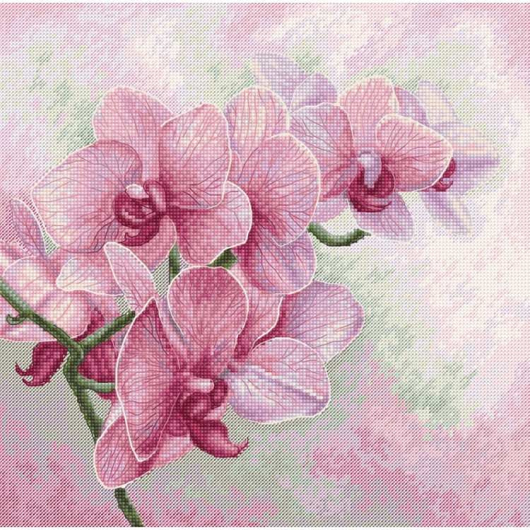LUCA-S GRACEFUL ORCHIDS
