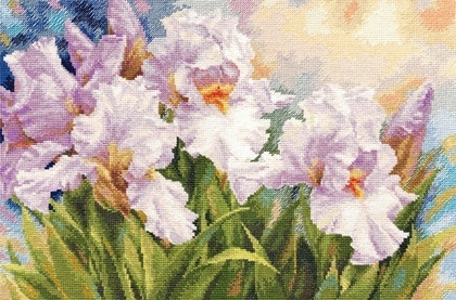 ALISA WHITE IRISES