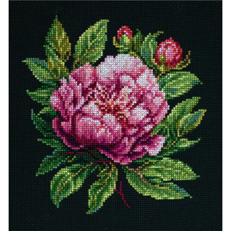 LUCA-S ’’PETER BRAND’’ PEONY