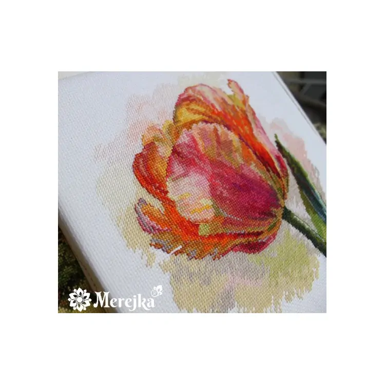 MEREJKA PARROT TULIP