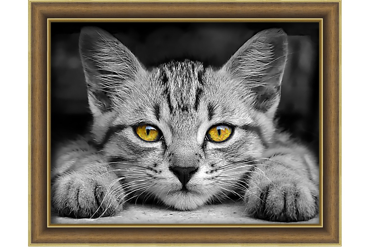 DIAMOND PAINTING KIT YELLOW-EYED KITTEN