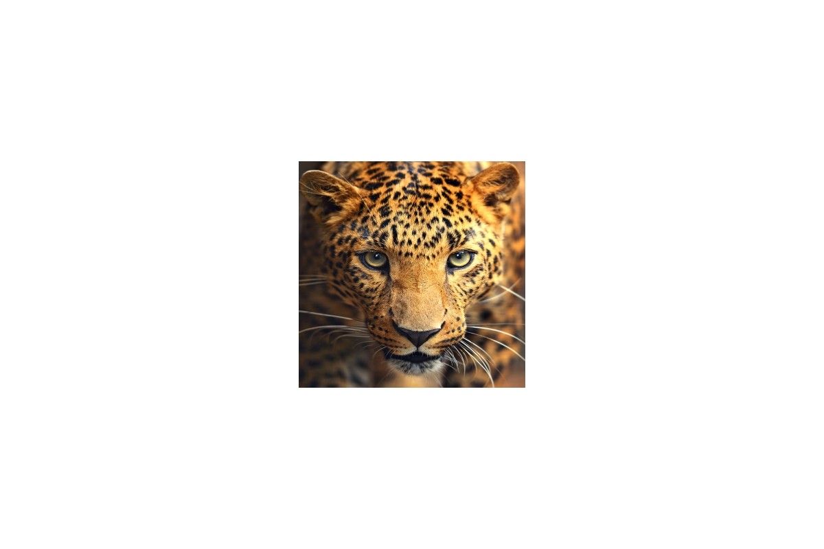 DIAMOND PAINTING KIT PORTRAIT OF THE LEOPARD
