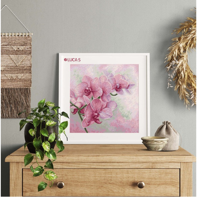 LUCA-S GRACEFUL ORCHIDS
